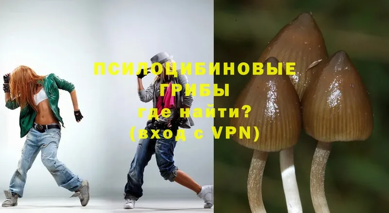 Псилоцибиновые грибы Psilocybe  МЕГА   Солигалич 